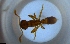  ( - RE21-NG1-HYM-1975)  @11 [ ] CreativeCommons by-nc-sa (2024) Nina Grella University of Bayreuth
