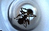  ( - RE21-NG1-HYM-1992)  @11 [ ] CreativeCommons by-nc-sa (2024) Nina Grella University of Bayreuth