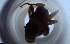  ( - RE21-NG1-HYM-2025)  @11 [ ] CreativeCommons by-nc-sa (2024) Nina Grella University of Bayreuth
