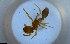 ( - RE21-NG1-HYM-2057)  @11 [ ] CreativeCommons by-nc-sa (2024) Nina Grella University of Bayreuth