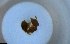  ( - RE21-NG1-HYM-2059)  @11 [ ] CreativeCommons by-nc-sa (2024) Nina Grella University of Bayreuth