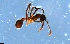  (Apterostigma carinatum - RE21-NG1-HYM-2087)  @11 [ ] CreativeCommons by-nc-sa (2024) Nina Grella University of Bayreuth