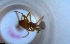  ( - RE21-NG1-HYM-2090)  @11 [ ] CreativeCommons by-nc-sa (2024) Nina Grella University of Bayreuth
