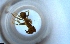  ( - RE21-NG1-HYM-2098)  @11 [ ] CreativeCommons by-nc-sa (2024) Nina Grella University of Bayreuth