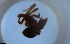  (Strumigenys ADJ2986 - RE21-NG1-HYM-2102)  @11 [ ] CreativeCommons by-nc-sa (2024) Nina Grella University of Bayreuth