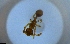  (Solenopsis ADG9033 - RE21-NG1-HYM-2107)  @11 [ ] CreativeCommons by-nc-sa (2024) Nina Grella University of Bayreuth