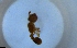  ( - RE21-NG1-HYM-2136)  @11 [ ] CreativeCommons by-nc-sa (2024) Nina Grella University of Bayreuth
