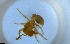  ( - RE21-NG1-HYM-2165)  @11 [ ] CreativeCommons by-nc-sa (2024) Nina Grella University of Bayreuth