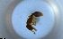  ( - RE21-NG1-HYM-2177)  @11 [ ] CreativeCommons by-nc-sa (2024) Nina Grella University of Bayreuth
