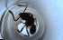  ( - RE21-NG1-HYM-2194)  @11 [ ] CreativeCommons by-nc-sa (2024) Nina Grella University of Bayreuth