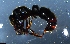  ( - RE21-NG1-HYM-2238)  @11 [ ] CreativeCommons by-nc-sa (2024) Nina Grella University of Bayreuth