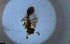  ( - RE21-NG1-HYM-2264)  @11 [ ] CreativeCommons by-nc-sa (2024) Nina Grella University of Bayreuth