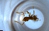  ( - RE21-NG1-HYM-2268)  @11 [ ] CreativeCommons by-nc-sa (2024) Nina Grella University of Bayreuth