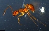  (Megalomyrmex sp. AEV9305 - RE21-NG1-HYM-2270)  @11 [ ] CreativeCommons by-nc-sa (2024) Nina Grella University of Bayreuth