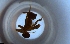  ( - RE21-NG1-HYM-2271)  @11 [ ] CreativeCommons by-nc-sa (2024) Nina Grella University of Bayreuth