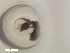  (Pseudomyrmex AGB3001 - RE21-NG1-HYM-2316)  @11 [ ] CreativeCommons by-nc-sa (2024) Nina Grella University of Bayreuth