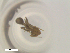  ( - RE21-NG1-HYM-2351)  @11 [ ] CreativeCommons by-nc-sa (2024) Nina Grella University of Bayreuth