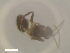  ( - RE21-NG1-HYM-2358)  @11 [ ] CreativeCommons by-nc-sa (2024) Nina Grella University of Bayreuth