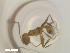  ( - RE21-NG1-HYM-2359)  @11 [ ] CreativeCommons by-nc-sa (2024) Nina Grella University of Bayreuth