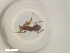  ( - RE21-NG1-HYM-2376)  @11 [ ] CreativeCommons by-nc-sa (2024) Nina Grella University of Bayreuth