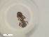  ( - RE21-NG1-HYM-2401)  @11 [ ] CreativeCommons by-nc-sa (2024) Nina Grella University of Bayreuth