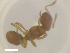  ( - RE21-NG1-HYM-2456)  @11 [ ] CreativeCommons by-nc-sa (2024) Nina Grella University of Bayreuth
