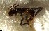  ( - RE21-NG-HYM-2475)  @11 [ ] CreativeCommons by-nc-sa (2024) Nina Grella University of Bayreuth