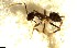  ( - RE21-NG-HYM-2478)  @11 [ ] CreativeCommons by-nc-sa (2024) Nina Grella University of Bayreuth
