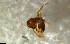  ( - RE21-NG1-HYM-2571)  @11 [ ] CreativeCommons by-nc-sa (2024) Nina Grella University of Bayreuth