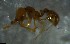  ( - RE21-NG1-HYM-2574)  @11 [ ] CreativeCommons by-nc-sa (2024) Nina Grella University of Bayreuth