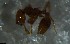  ( - RE21-NG1-HYM-2576)  @11 [ ] CreativeCommons by-nc-sa (2024) Nina Grella University of Bayreuth