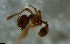  ( - RE21-NG1-HYM-2586)  @11 [ ] CreativeCommons by-nc-sa (2024) Nina Grella University of Bayreuth
