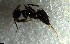  ( - RE21-NG1-HYM-2589)  @11 [ ] CreativeCommons by-nc-sa (2024) Nina Grella University of Bayreuth