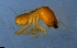  (Rhinotermes sp. AFD2475 - RE21-NG1-ISO-0030)  @11 [ ] CreativeCommons by-nc-sa (2024) Nina Grella University of Bayreuth