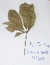  ( - DZ155)  @11 [ ] Unspecified (default): All Rights Reserved  Unspecified Unspecified