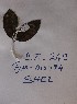  (Shirakiopsis - DZ242)  @11 [ ] Unspecified (default): All Rights Reserved  Unspecified Unspecified