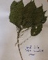  (Mallotus oppositifolius - DZ264)  @11 [ ] Unspecified (default): All Rights Reserved  Unspecified Unspecified