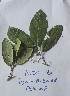  (Bridelia speciosa - DZ081)  @11 [ ] Unspecified (default): All Rights Reserved  Unspecified Unspecified