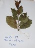  (Psorospermum - DZ082)  @11 [ ] Unspecified (default): All Rights Reserved  Unspecified Unspecified
