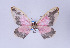  ( - Callipia-gb 0004)  @14 [ ] Copyright (2010) Unspecified Institut fuer Spezielle Zoologie und Evolutionsbiologie, Friedrich-Schiller Universitat Jena
