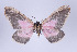 ( - Callipia-gb 0007)  @14 [ ] Copyright (2010) Unspecified Institut fuer Spezielle Zoologie und Evolutionsbiologie, Friedrich-Schiller Universitat Jena