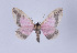  (Callipia rosetta - Callipia-gb 0011)  @14 [ ] Copyright (2010) Unspecified Institut fuer Spezielle Zoologie und Evolutionsbiologie, Friedrich-Schiller Universitat Jena