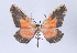  (Callipia - Callipia-gb 0020)  @15 [ ] Copyright (2010) Unspecified Institut fuer Spezielle Zoologie und Evolutionsbiologie, Friedrich-Schiller Universitat Jena