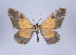  ( - Callipia-gb 0023)  @11 [ ] Copyright (2010) Unspecified Institut fuer Spezielle Zoologie und Evolutionsbiologie, Friedrich-Schiller Universitat Jena