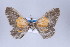  ( - Callipia-gb 0024)  @11 [ ] Copyright (2010) Unspecified Institut fuer Spezielle Zoologie und Evolutionsbiologie, Friedrich-Schiller Universitat Jena