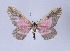  ( - Callipia-gb 0030)  @13 [ ] Copyright (2010) Unspecified Institut fuer Spezielle Zoologie und Evolutionsbiologie, Friedrich-Schiller Universitat Jena