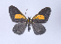  ( - Callipia-gb 0053)  @13 [ ] Copyright (2010) Unspecified Institut fuer Spezielle Zoologie und Evolutionsbiologie, Friedrich-Schiller Universitat Jena