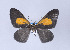  ( - Callipia-gb 0054)  @12 [ ] Copyright (2010) Unspecified Institut fuer Spezielle Zoologie und Evolutionsbiologie, Friedrich-Schiller Universitat Jena