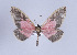  ( - Callipia-gb 0059)  @14 [ ] Copyright (2010) Unspecified Institut fuer Spezielle Zoologie und Evolutionsbiologie, Friedrich-Schiller Universitat Jena