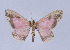  ( - Callipia-gb 0061)  @11 [ ] Copyright (2010) Unspecified Institut fuer Spezielle Zoologie und Evolutionsbiologie, Friedrich-Schiller Universitat Jena